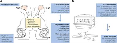 Effects of the neonatal intensive care environment on circadian health and development of preterm infants